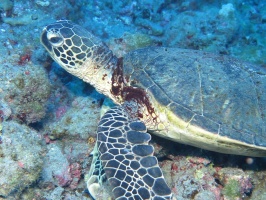 17 Green Sea Turtle IMG 2287